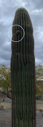 Feb 24 - Saguaro sprouting its first arms. Love the pleating on this one too. Feb 24 - Saguaro sprouting its first arms. Love the pleating on this one too.